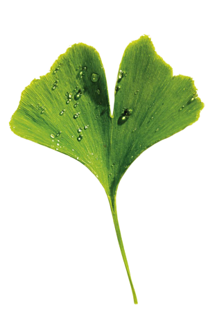 ginkgo